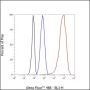 Anti-Keratin 19 Rabbit mAb