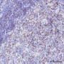 Anti-CD35 Rabbit mAb