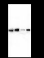 Anti-CtBP1 Mouse mAb