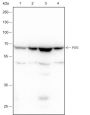 Anti-PLK1 Rabbit mAb
