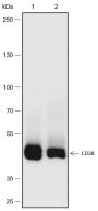 Anti-CD38 Rabbit mAb