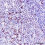 Anti-CD38 Rabbit mAb