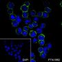 Anti-CD38 Rabbit mAb