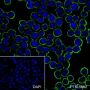 Anti-CD38 Rabbit mAb