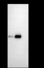 Anti-CD38 Rabbit mAb