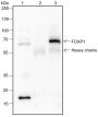 Anti-FOXP1 Rabbit mAb