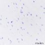 Anti-DPEP1 Rabbit mAb