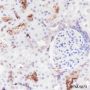 Anti-DPEP1 Rabbit mAb