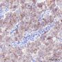 Anti-c-Kit Rabbit mAb