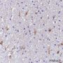 Anti-S100A13 Rabbit mAb