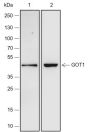 Anti-GOT1 Rabbit mAb