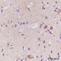 Anti-GOT1 Rabbit mAb