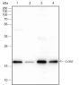 Anti-Claudin-7 Rabbit mAb