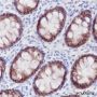 Anti-Claudin-7 Rabbit mAb