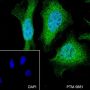 Anti-SOD1 Rabbit mAb