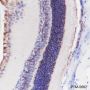 Anti-CRALBP Rabbit mAb