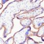 Anti-CD59 Rabbit mAb