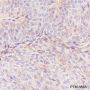 Anti-CD59 Rabbit mAb