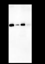 Anti-LACTB Mouse mAb