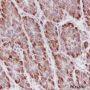Anti-LACTB Mouse mAb