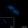 Anti-LACTB Mouse mAb