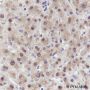 Anti-Glutathione Synthetase Mouse mAb
