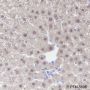 Anti-Glutathione Synthetase Mouse mAb