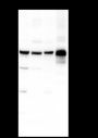Anti-CBX2 Rabbit mAb
