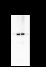 Anti-GLUD1 Mouse mAb