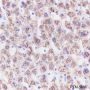 Anti-GLUD1 Mouse mAb