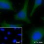 Anti-GLUD1 Mouse mAb