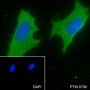 Anti-G3BP1 Mouse mAb