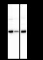 Anti-Calumenin Mouse mAb