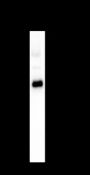 Anti-Calumenin Mouse mAb