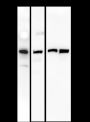 Anti-BMI1 Mouse mAb
