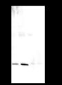 Anti-BAP31 Rabbit mAb