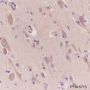 Anti-BAP31 Rabbit mAb