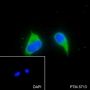 Anti-BAP31 Rabbit mAb