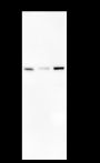 Anti-NUP50 Mouse mAb