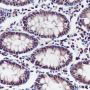 Anti-NUP50 Mouse mAb