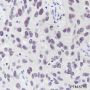 Anti-NUP50 Mouse mAb