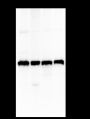 Anti-eEF1G Rabbit mAb