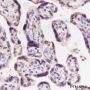 Anti-eEF1G Rabbit mAb