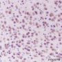 Anti-eEF1G Rabbit mAb
