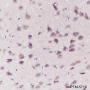 Anti-eEF1G Rabbit mAb
