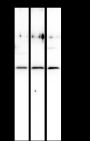 Anti-PVR/CD155 Mouse mAb