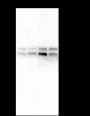Anti-eIF3L Mouse mAb