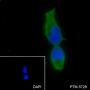 Anti-eIF3L Mouse mAb