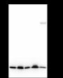 Anti-Cofilin-1 Rabbit mAb
