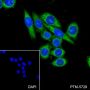 Anti-Cofilin-1 Rabbit mAb